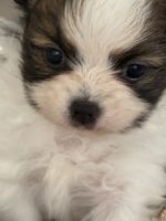 Papillon Puppies for sale in Hampstead, NH, USA. price: $1,800