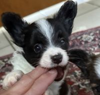 AKC Papillons show prospect or pets priced according to pedigree