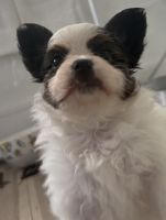 AKC Papillons show prospect or pets priced according to pedigree