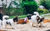 Papillon Puppies for sale in Houston, TX, USA. price: $700