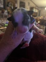 Papillon Puppies for sale in Sweetwater, TN 37874, USA. price: NA