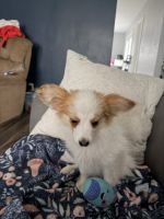 Papillon Puppies for sale in IN-26, Kokomo, IN, USA. price: $1,200