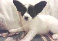 Papillon Puppies for sale in TX-121, Blue Ridge, TX 75424, USA. price: $250