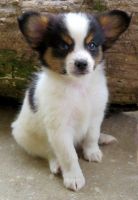 Papillon Puppies for sale in Yazoo City, MS 39194, USA. price: $500