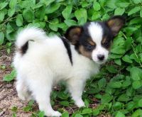 Papillon Puppies for sale in Torrance, CA, USA. price: $500