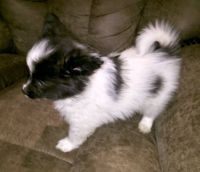 Papillon Puppies for sale in Longview, TX, USA. price: $500