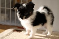 Papillon Puppies for sale in Crystal City, MO, USA. price: $500
