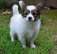 Papillon Puppies for sale in Peoria, IL 61612, USA. price: $500