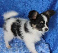 Papillon Puppies for sale in Houston, TX, USA. price: $400