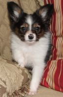 Papillon Puppies for sale in Norman, OK, USA. price: $500