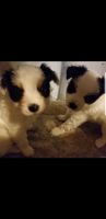 PAPILLON PUPPIES FOR SALE