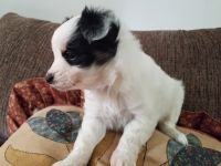 PAPILLON PUPPIES FOR SALE