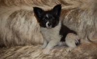 Papillon Puppies for sale in West Valley City, UT, USA. price: $500