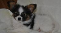 Papillon Puppies for sale in Chicago, IL, USA. price: $520