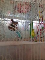 Parakeet Birds for sale in Homer, IL 61849, USA. price: $75