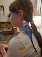 Parakeet Birds for sale in Mesa, AZ, USA. price: $50
