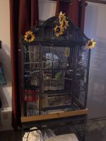 Parakeet Birds for sale in Ogilvie, MN 56358, USA. price: $100