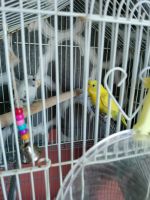 Parakeet Birds for sale in Port St. Lucie, FL 34952, USA. price: $1