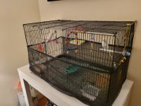 Parakeet Birds for sale in Acton, MA, USA. price: $50