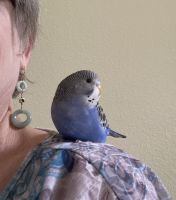 Bonnie- companion parakeet