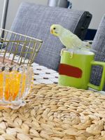 Beautiful home raised parakeets
