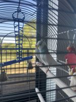 Parakeet Birds for sale in St Paul, MN, USA. price: $80