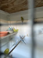 Parakeet Birds for sale in Sun City, Menifee, CA, USA. price: $25