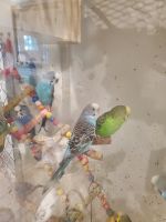 Parakeet Birds for sale in Sterling, VA 20164, USA. price: $15