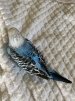 Parakeet Birds for sale in New Haven, IN, USA. price: NA