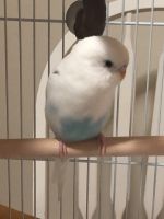 Parakeet Birds for sale in Knoxville, TN, USA. price: NA