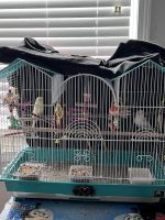 Parakeet Birds for sale in Mooresville, NC, USA. price: $15