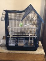 Parakeet Birds for sale in Omaha, NE, USA. price: $25