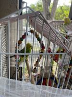 Parakeet Birds for sale in N Rock Island Rd, Margate, FL, USA. price: $85