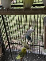 Parakeet Birds for sale in Anthony, FL 32617, USA. price: $30