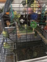 Parakeet Birds for sale in Lakewood, CA, USA. price: $25