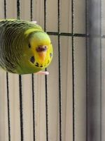 Parakeet Birds for sale in Nogales, Arizona. price: $80