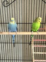 Parakeet Birds Photos