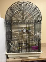 Parakeet Birds for sale in Tampa, Florida. price: $60