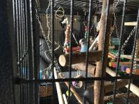 Parakeet Birds for sale in Naugatuck, CT 06770, USA. price: $40