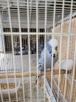 Parakeet Birds for sale in La Puente, California. price: $100