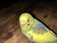 Parakeet Birds for sale in Framingham, Massachusetts. price: $60