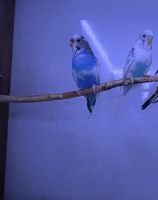 Parakeet Birds Photos