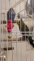 Parakeet Birds for sale in Laveen, Arizona. price: $85