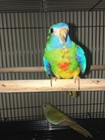Young pair scarlet Chested Parakeet