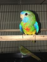 Young pair scarlet Chested Parakeet