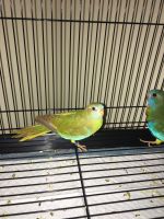 Young pair scarlet Chested Parakeet