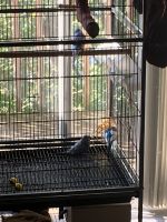 3 Parakeet Birds and cage
