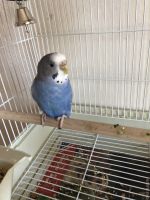 Two parakeets for sale