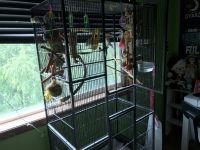 Two female 3 year old semi trained parakeets