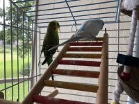 Two beautiful parakeets need loving home
